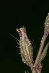 Common catchfly